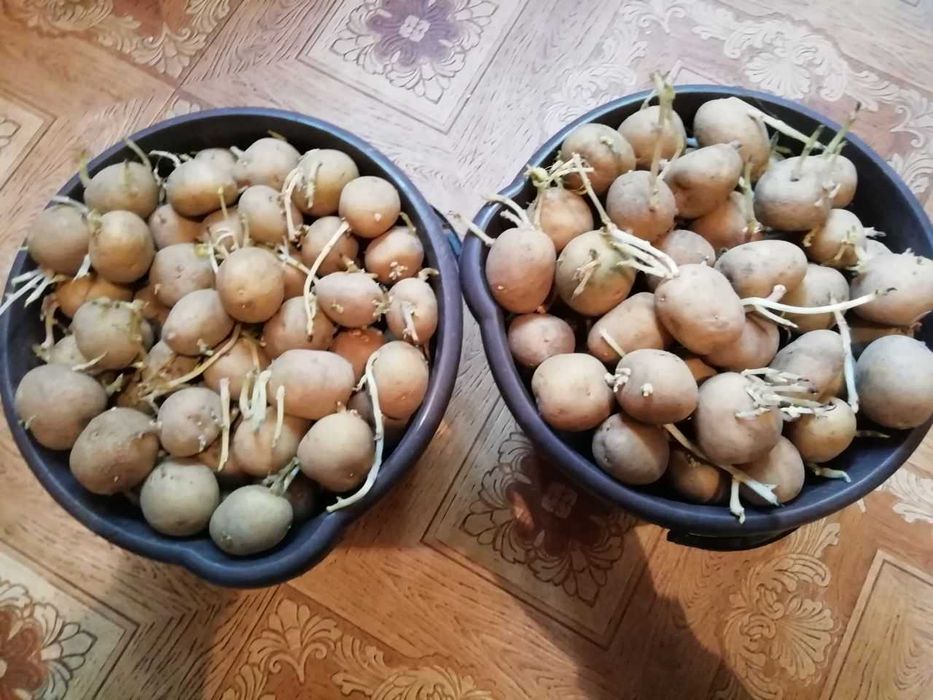 Продам семенной картофель