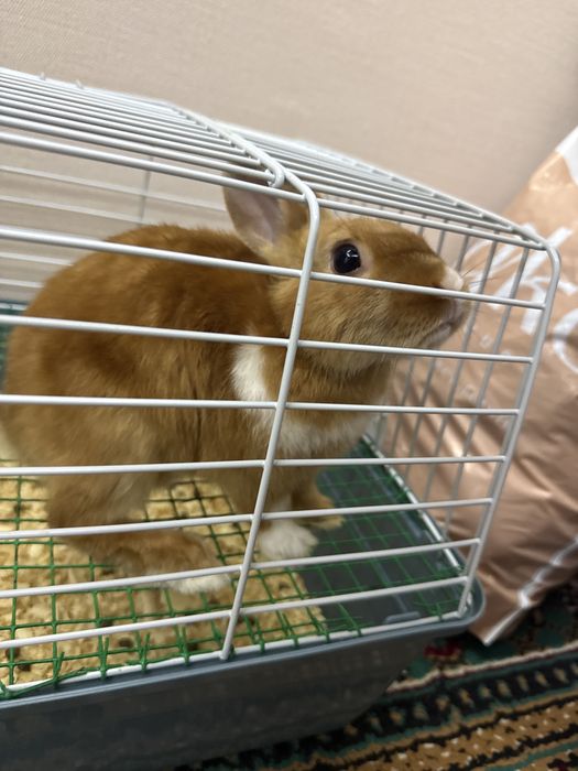 Karlik quyon sotiladi