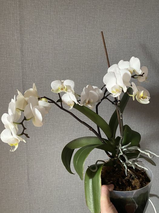 Орхидея   Комнатный цветок