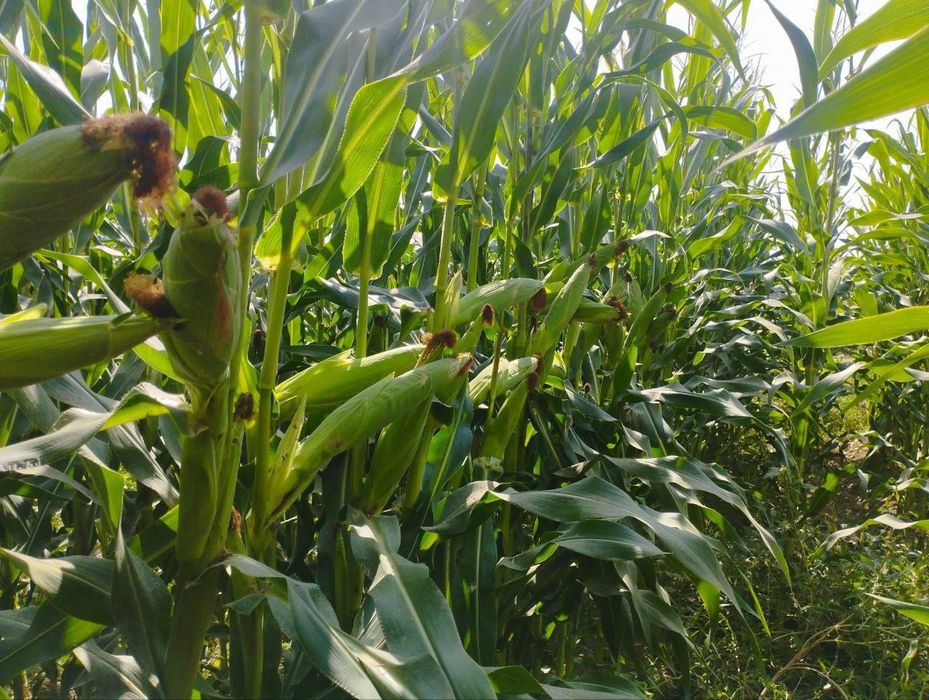 Sifatli Makkajo‘xori Silosi  Silos Dastavka bilan