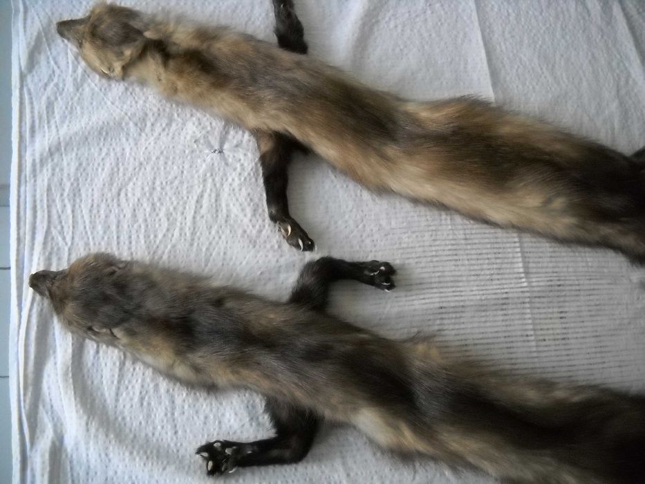 Продавам нови шапка и яки от белка – естествен косъм