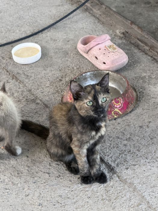 Отдам котят в добрые руки