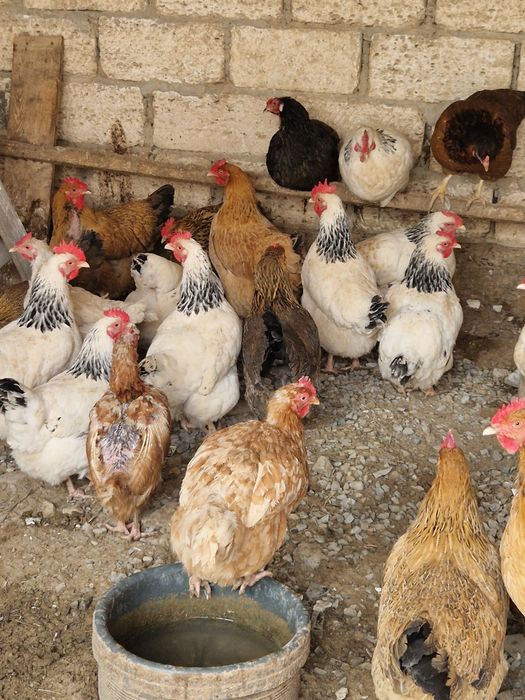 Тауық,әтеш сатылады