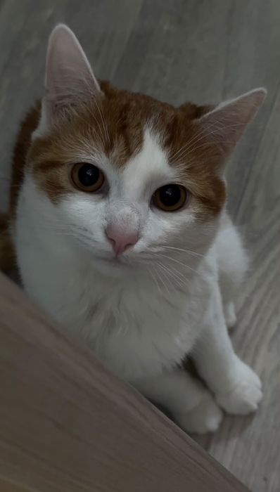 Отдам кота в добрые руки