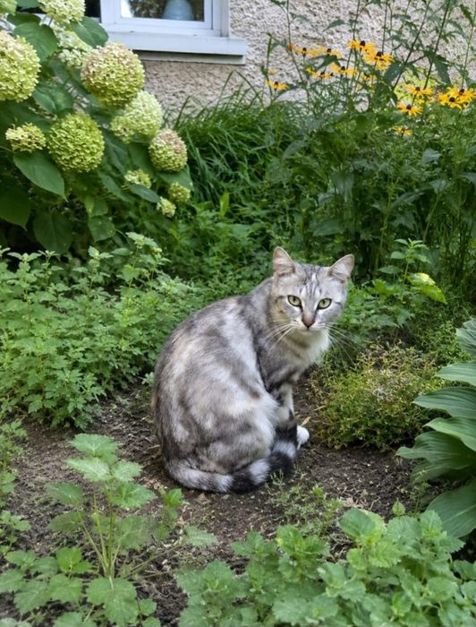 Кошечка  ищет дом и добрые руки