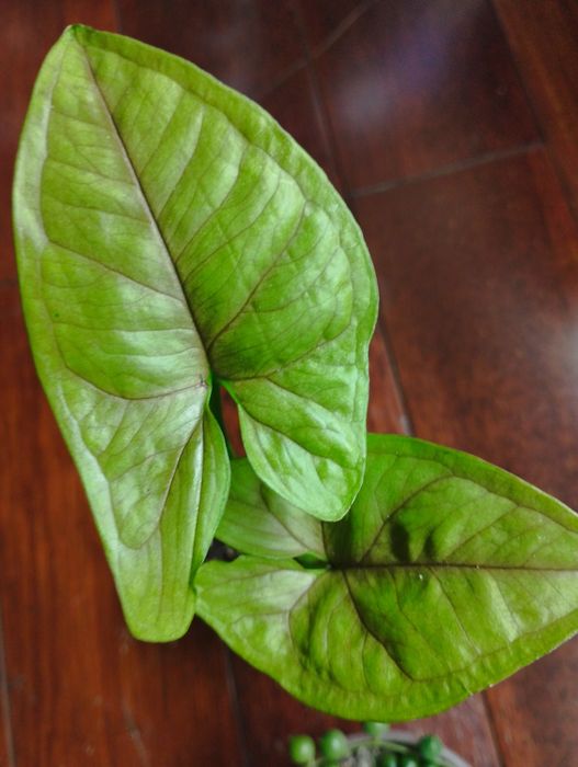 комнатные цветы не дорого