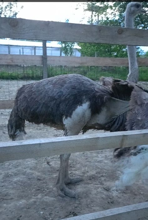 Familie de struți