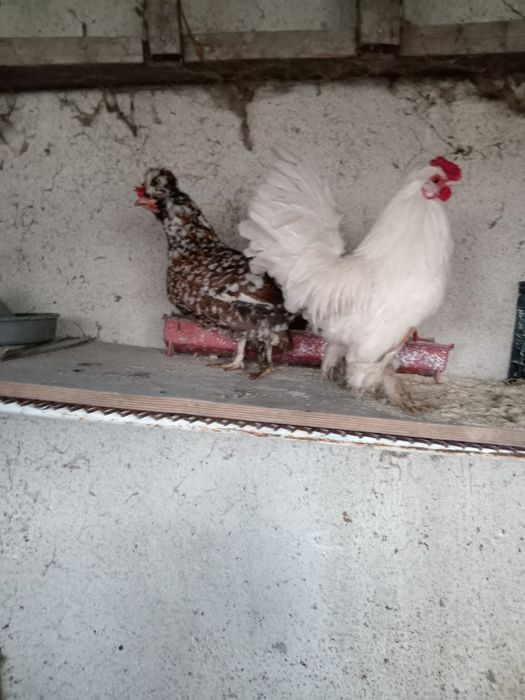 Pituci motati încălțați