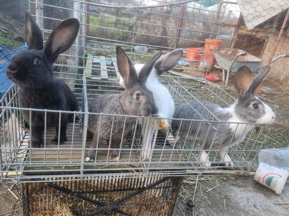 Iepuri Hycole varsta 8 saptamani!