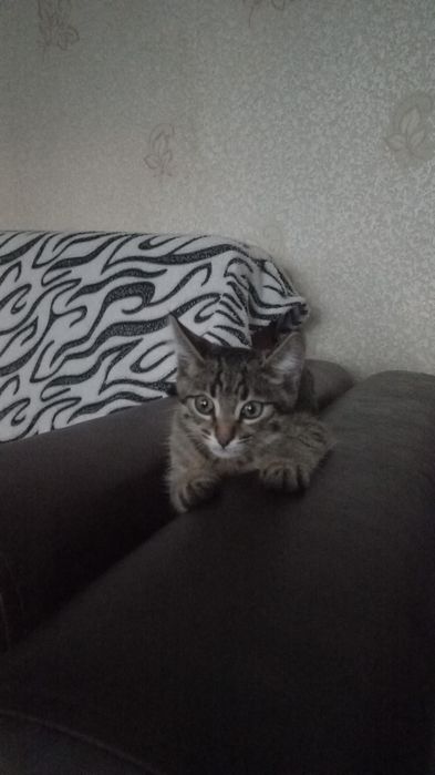 Пропал Кот по кличке Кузя