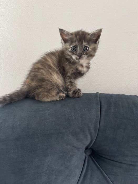 Котенок в добрые руки