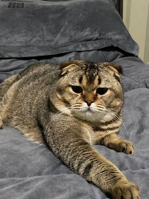 Mushuk sotiladi yaxshi zotli.