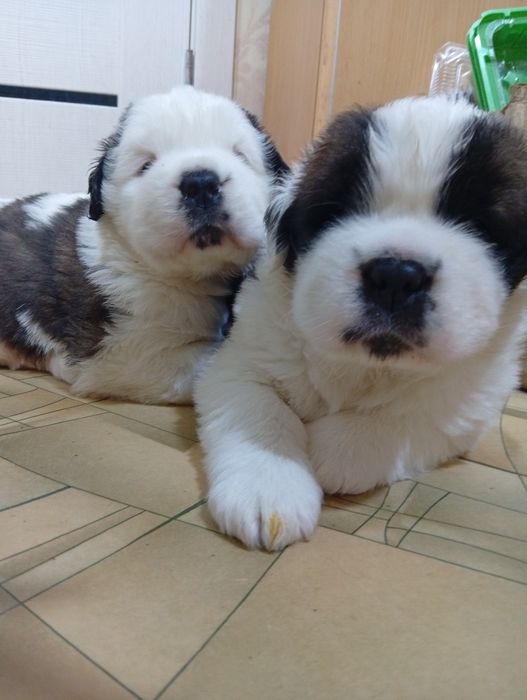 Щенки породы Сенбернар