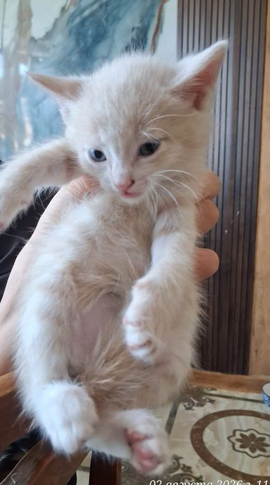 Продам веслоухих котят