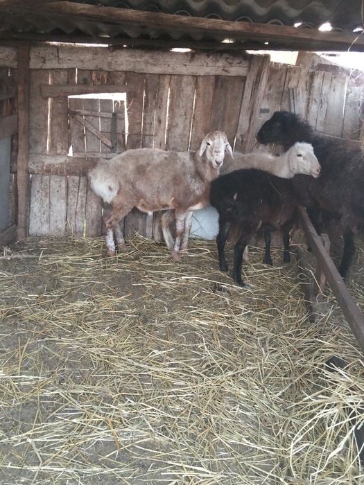 Продам барана срочно