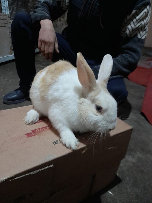 Quyon yaponskiy panda