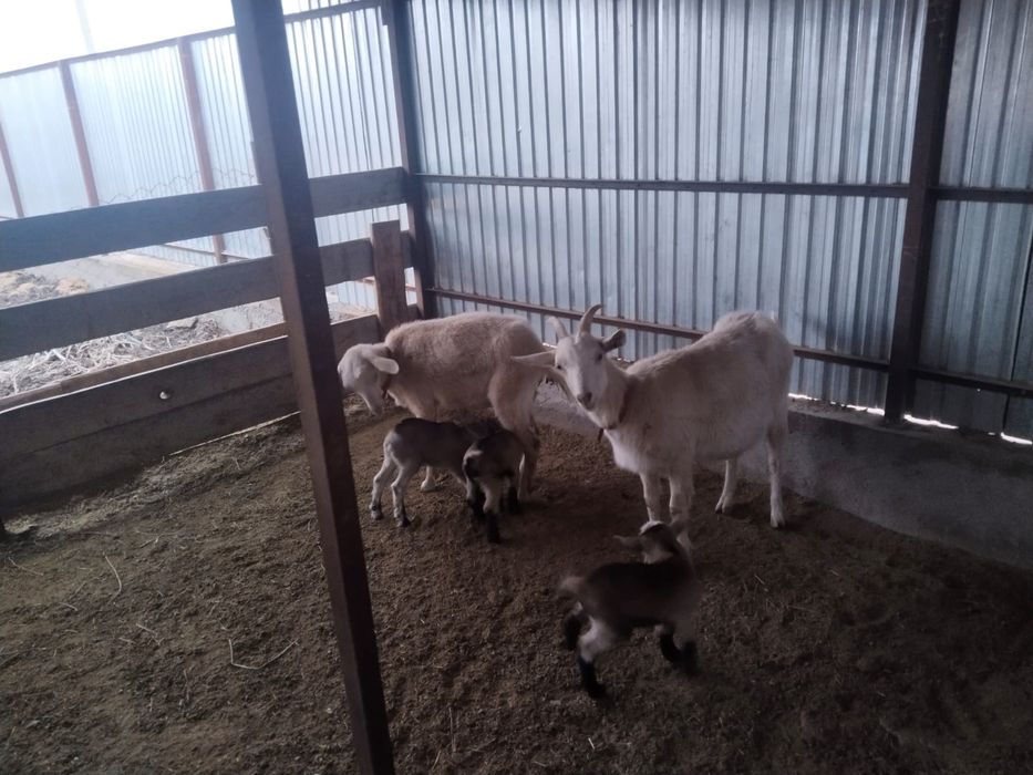 Альпи пародалы, бірінші тума ешкілер сатылады.