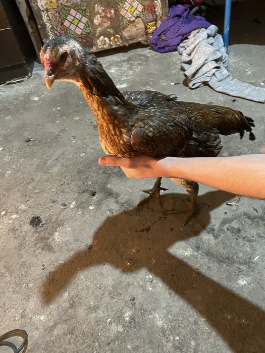 Продам даканку курицу