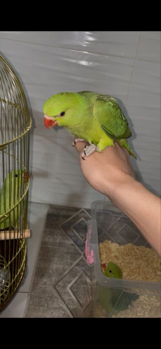 Ручной попугай ажрелла