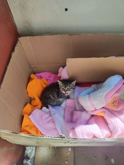 Котенок девочка 2 месяца