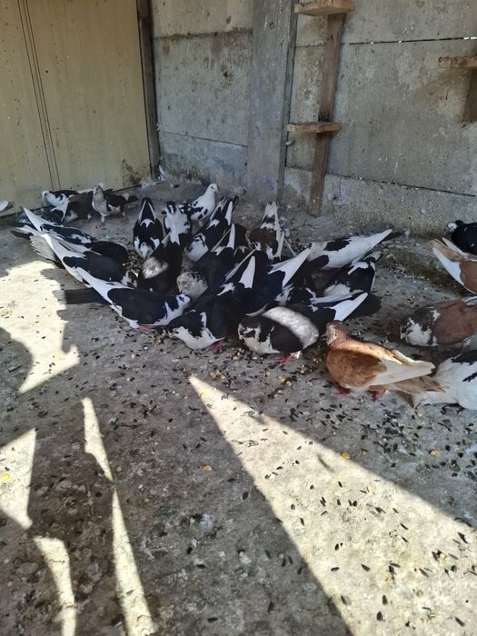 Jucatori galateni cu joc