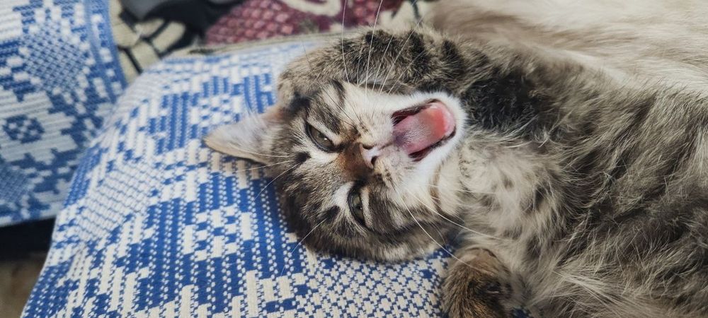 Котята в любящую семью