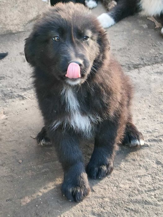 Каракачански кученца