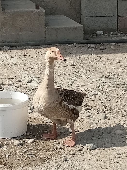 Гусь сатылады семыз ургашы