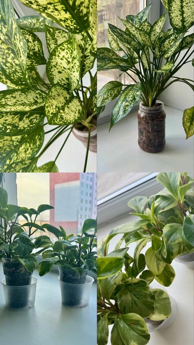 Продам цветы срочно