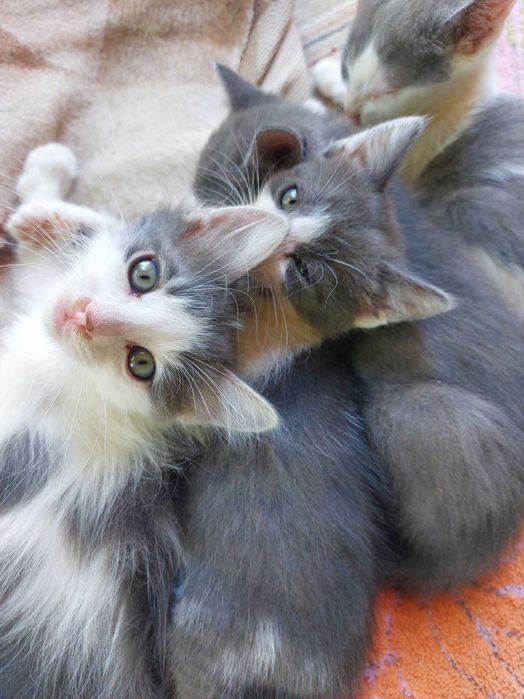 Подарявам котенца