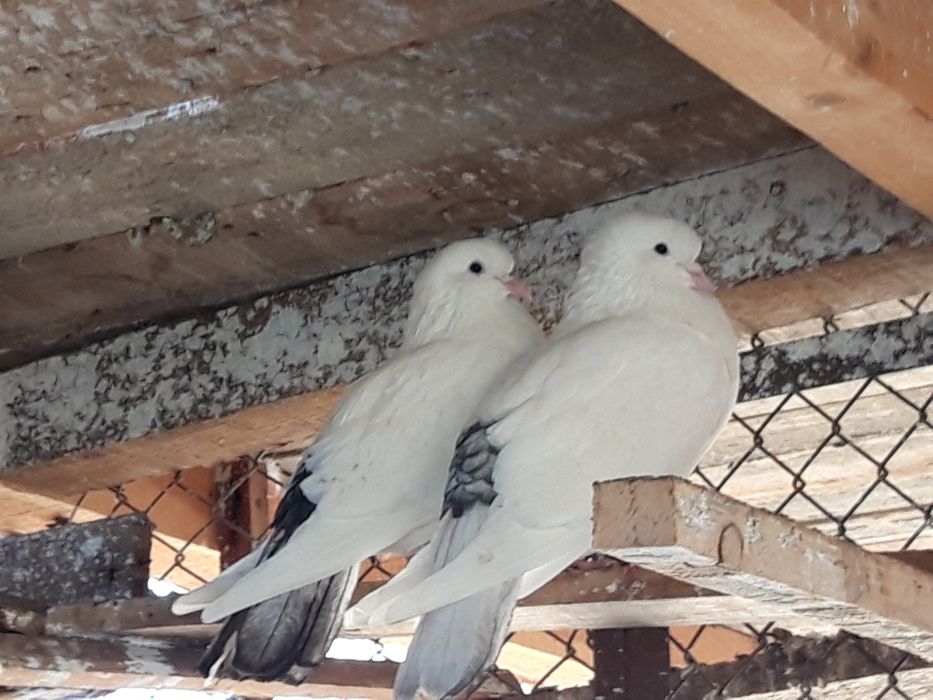 Бели гълъби за сватби и тържества