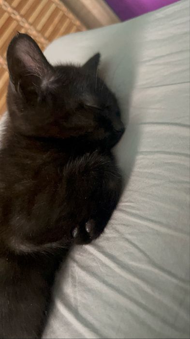 Котята в хорошие руки!