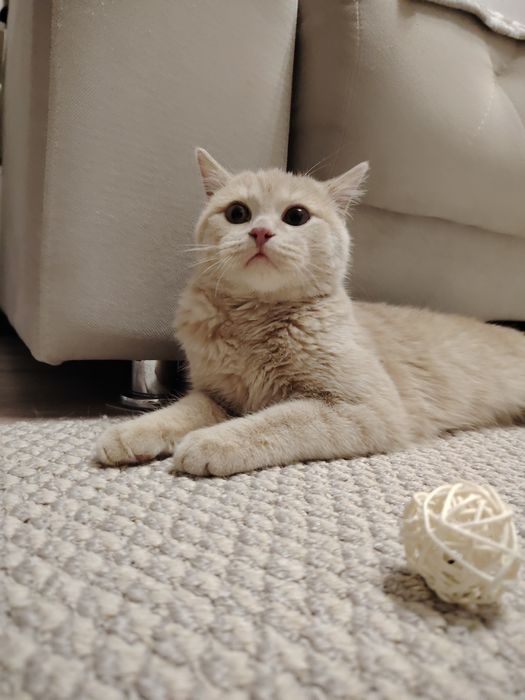 Срочно отдам котика