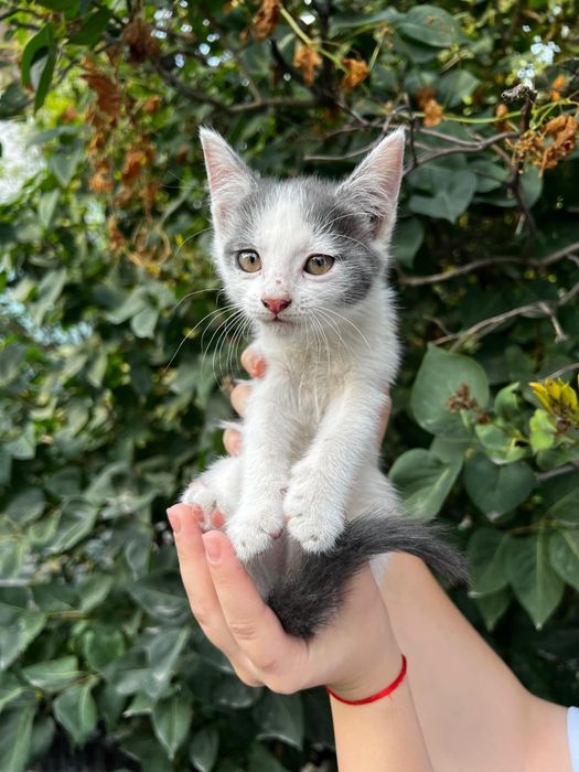 Отдам котят в добрые руки!