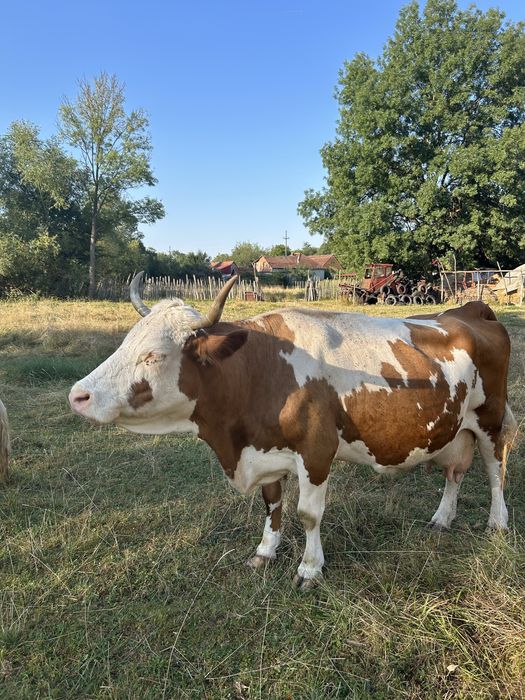 Vând 2 vaci Baltat Romaneasca