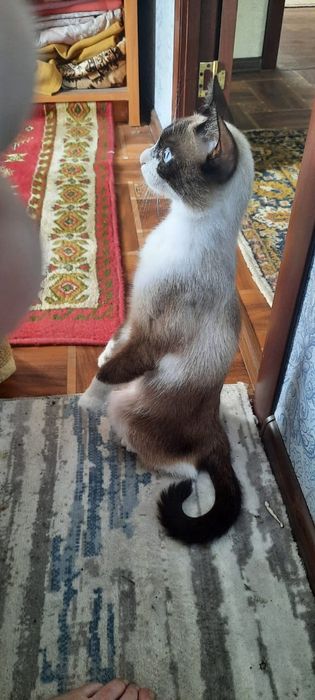 Пропал очень  красивый  катенок