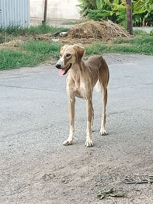 Собака тазы бесплатно