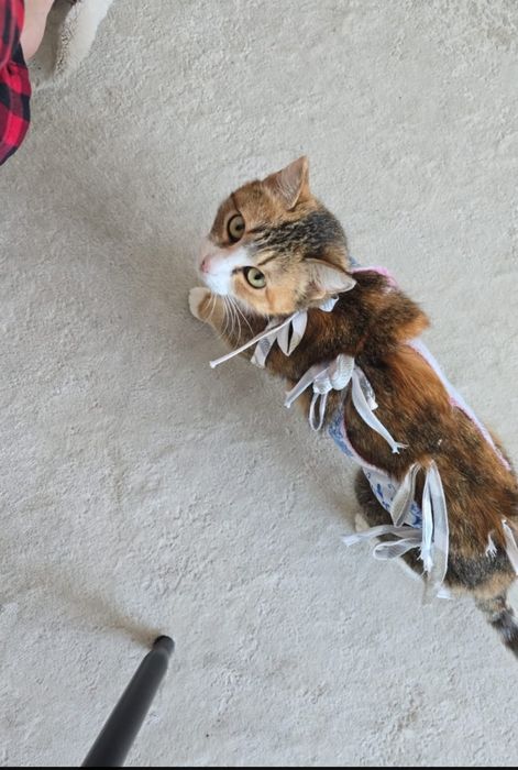 Ветеринар на выезд