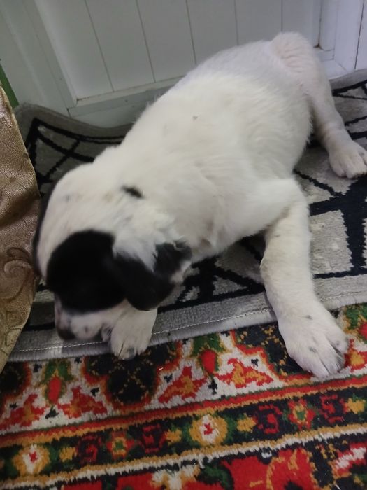 Тоза кучукча кизча яхши одамга берамиз