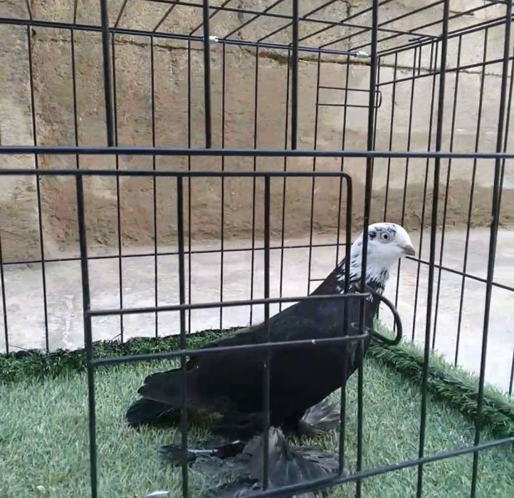Голуби гульсар самка самец