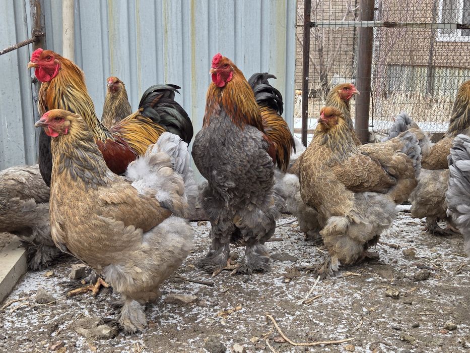 Инкубационные яйца