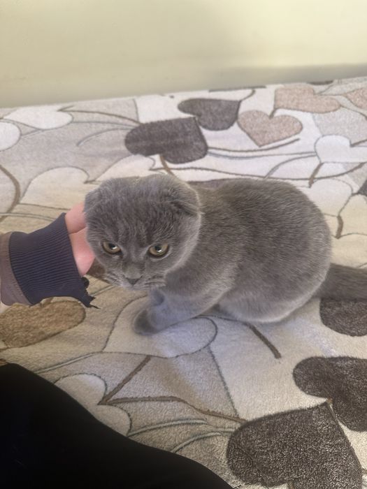 Скоттиш фолд кот