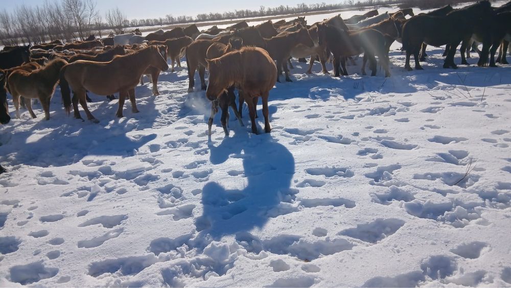 продам лошади