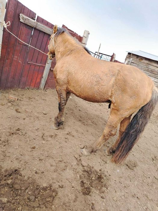 продаю жеребца, айғыр сатылады