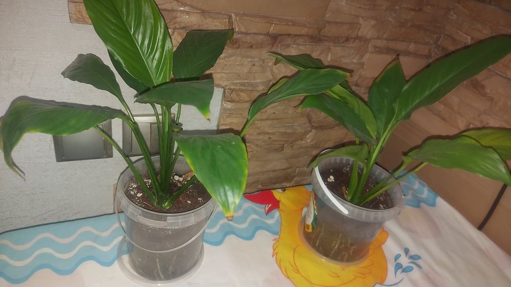 Продам цветок женское счастье.