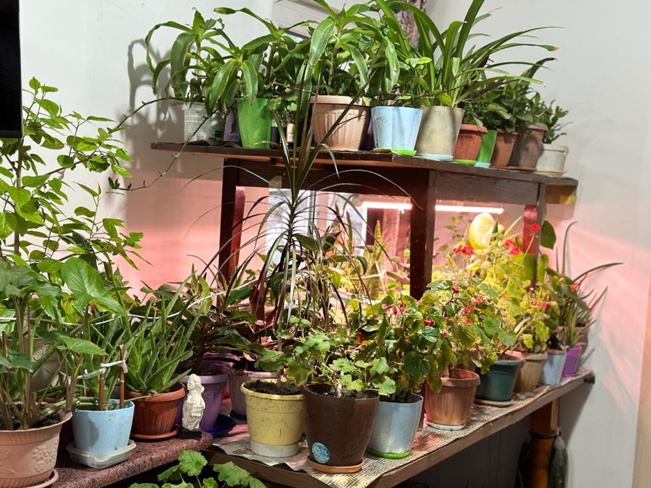 Продам комнатные цветы