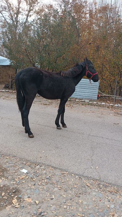 Продам жеребца 1.5 года срочна