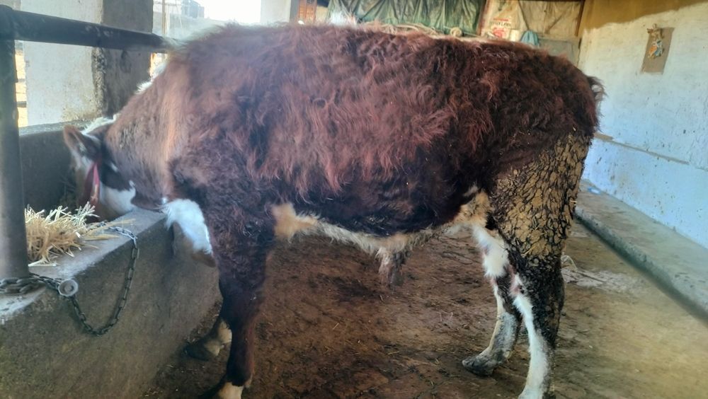 Продам породистых бычков