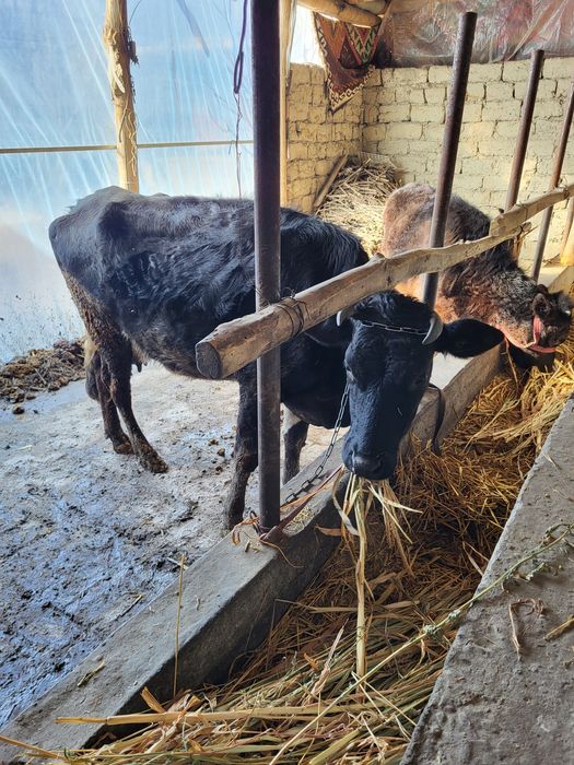 Якинда тукан сигир боласи билан сотилади