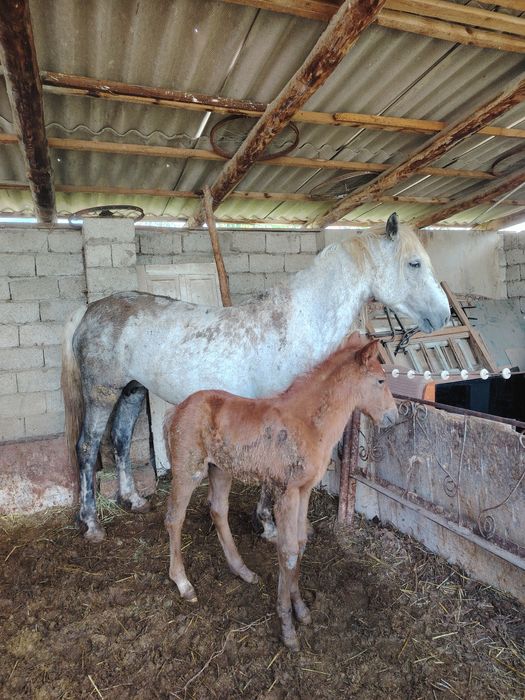 Құлынды бие сатылады